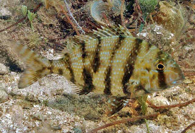 Grass Porgy
